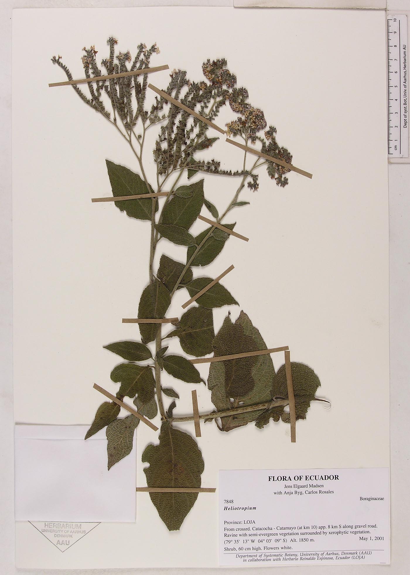 Heliotropium image