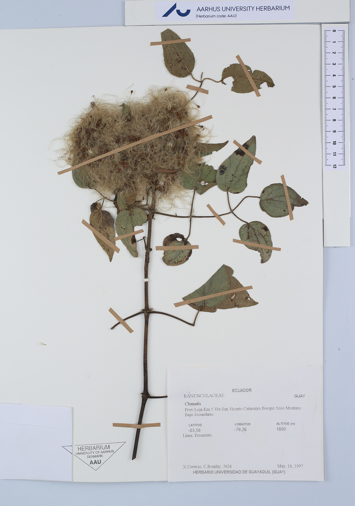 Ranunculaceae image