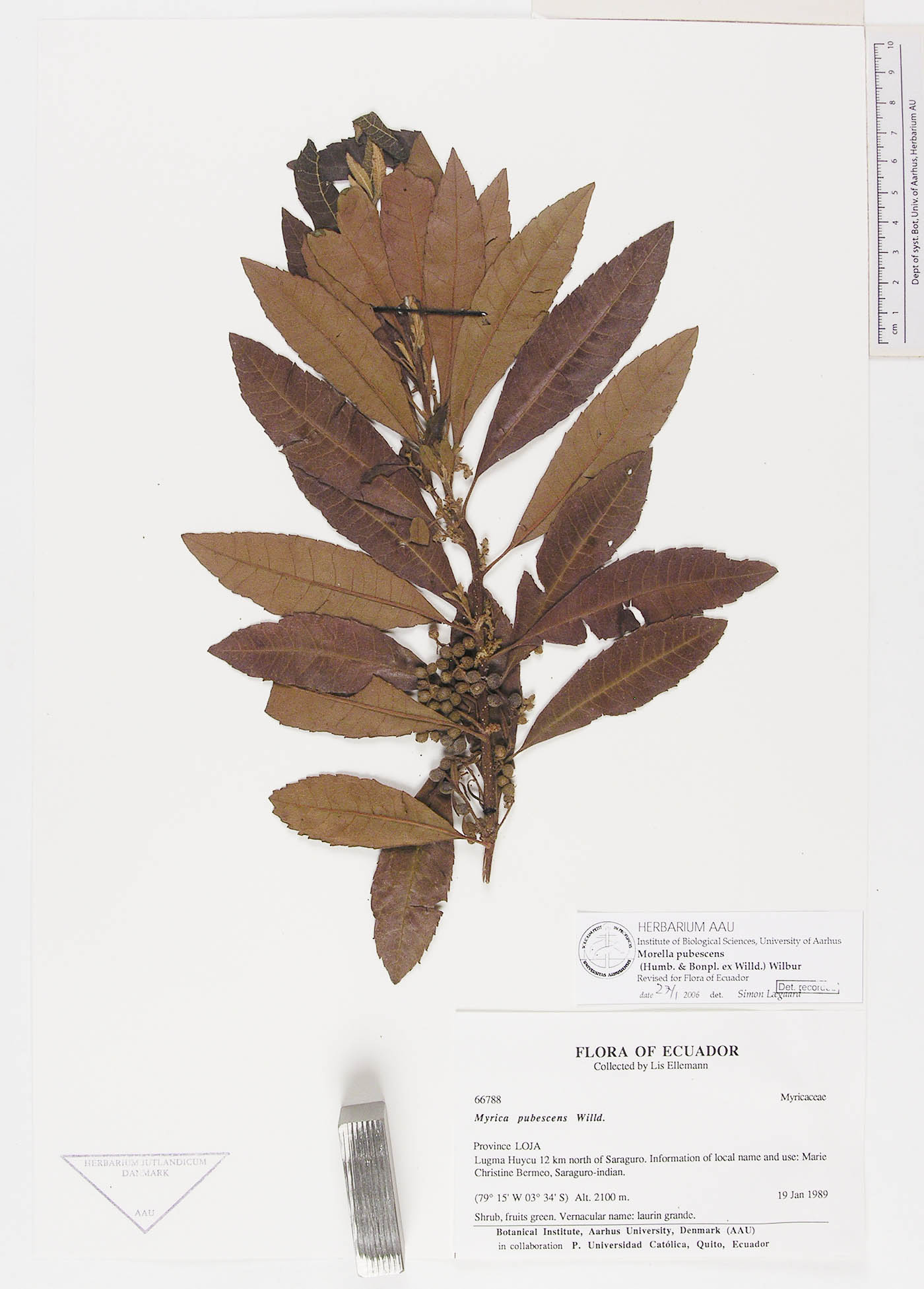 Myricaceae image
