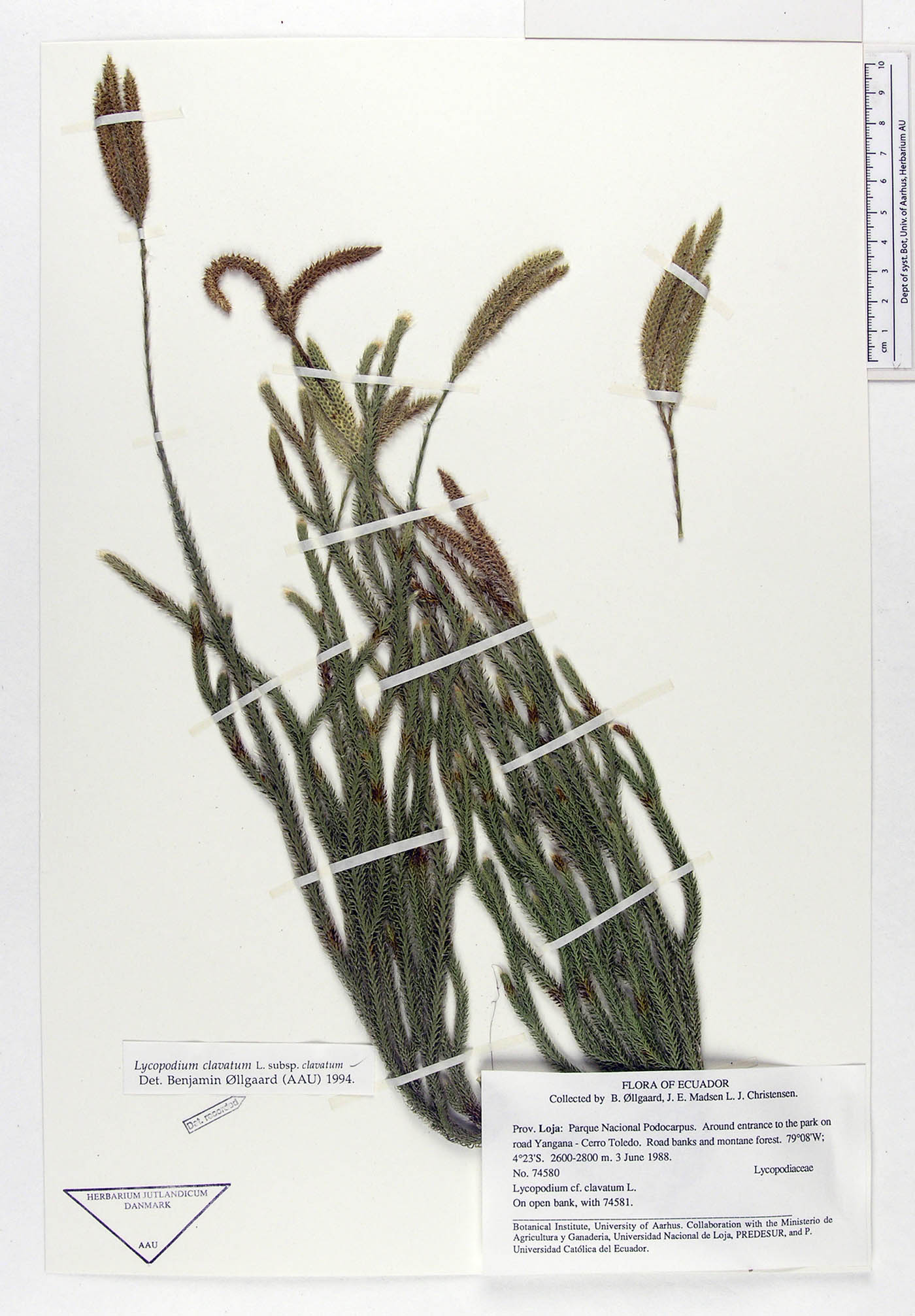 Lycopodium clavatum image