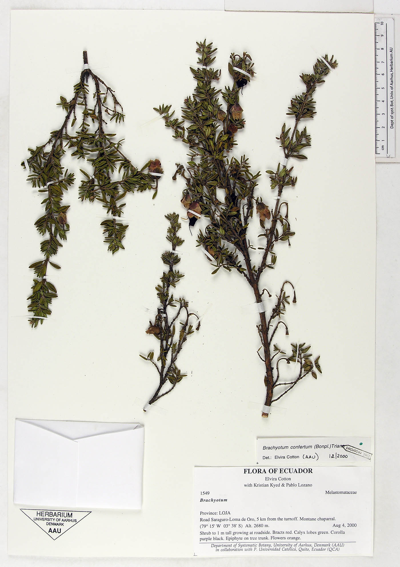 Brachyotum confertum image