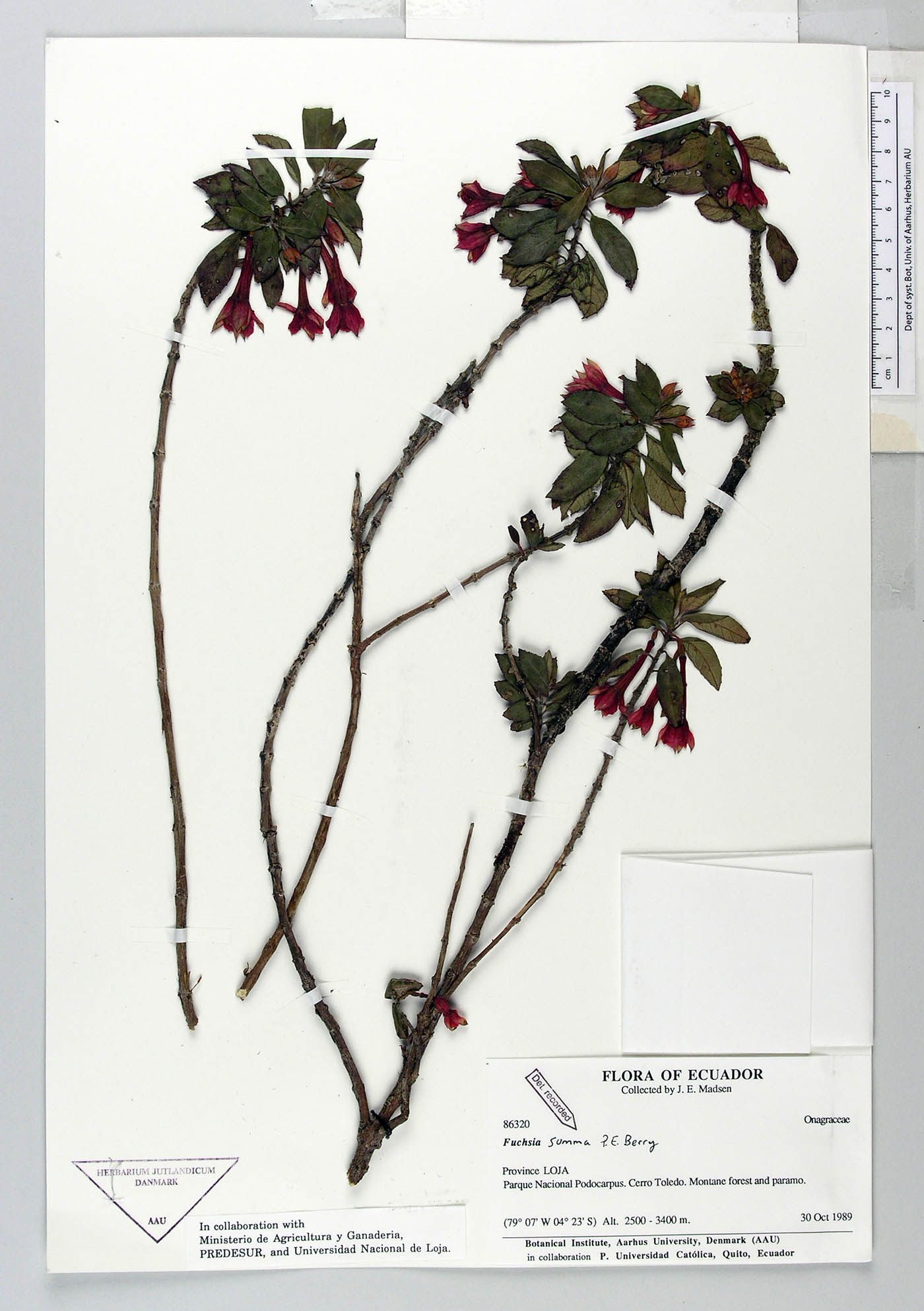 Fuchsia image