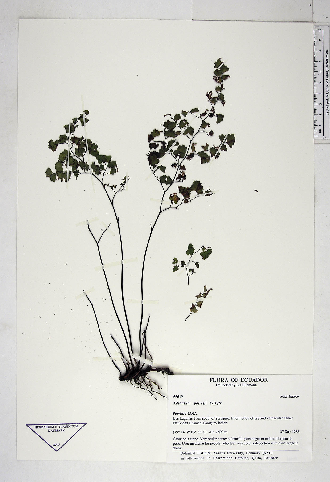 Adiantum poiretii image