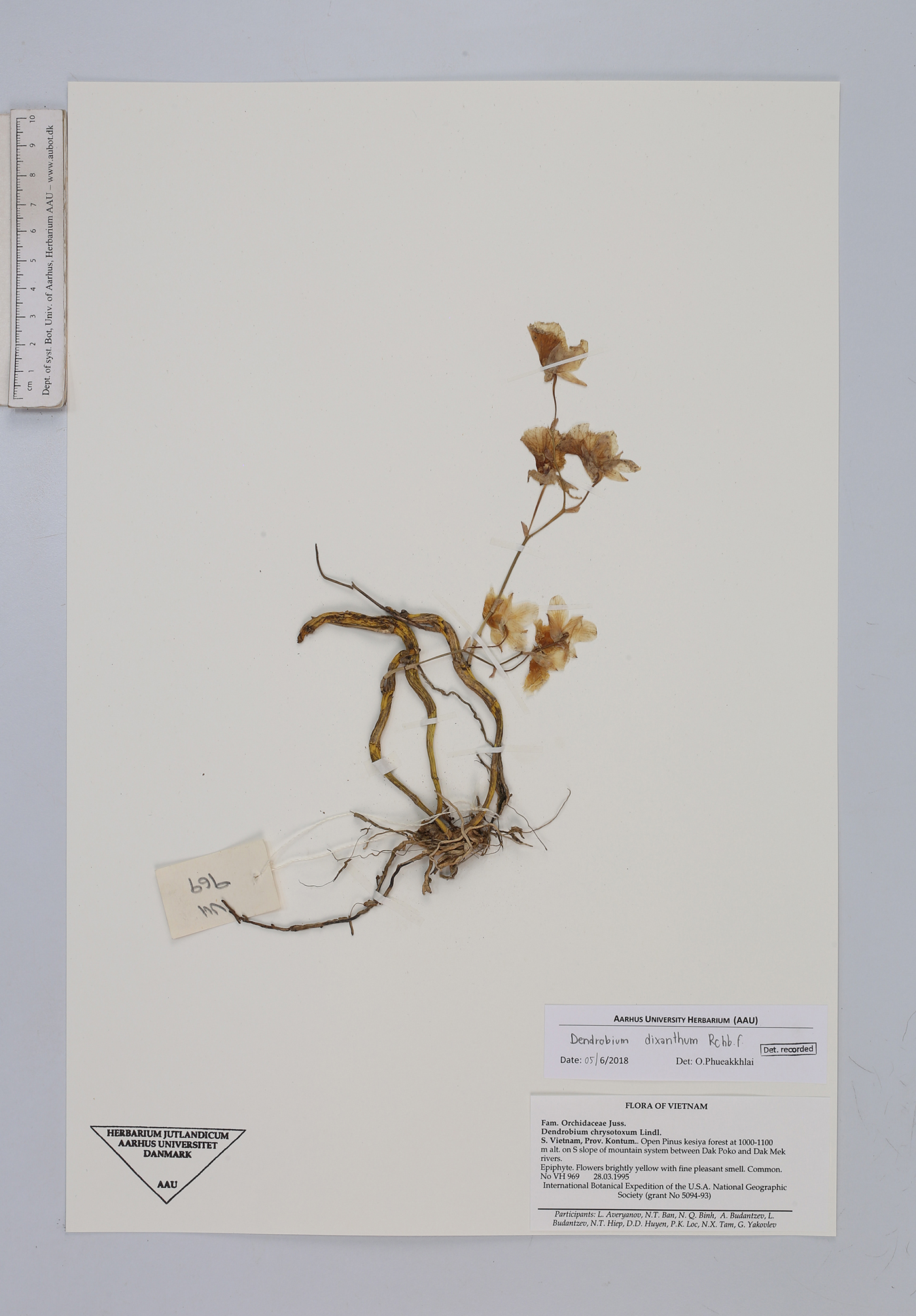 u Herbarium Database